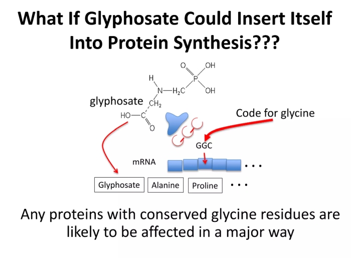 Glyfosát - glycin