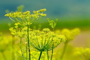 Fenchel als Teil der Kräuterwelt von Fulvicherb