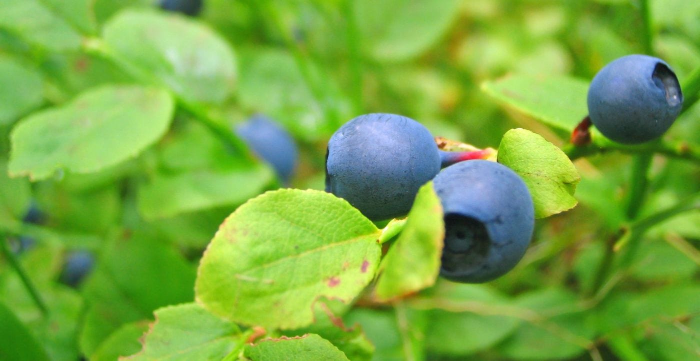 Jagody jako składnik naturalnych preparatów ziołowych w Fulvicherb