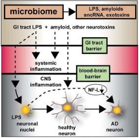 microbiom-lps